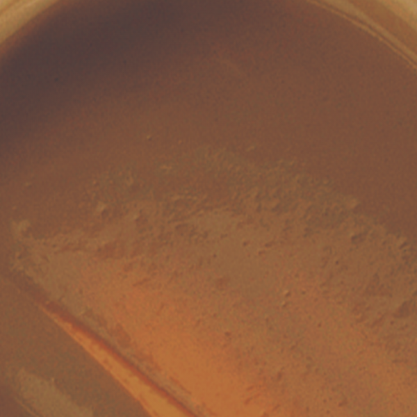 MILANI Conceal + Perfect Long Wear Concealer warm  ALMOND