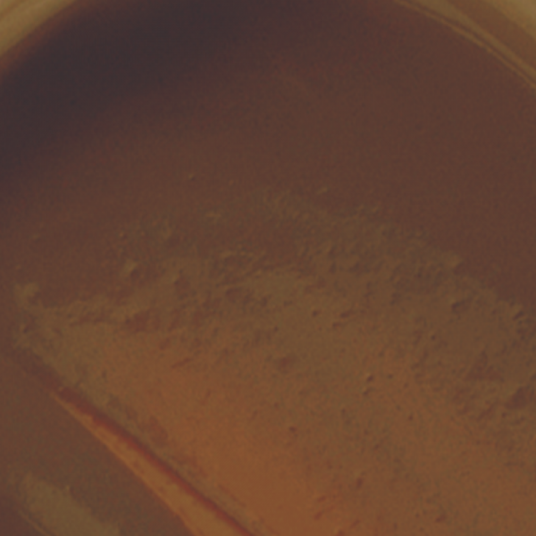 MILANI Conceal + Perfect Long Wear Concealer - COOL TOFFEE